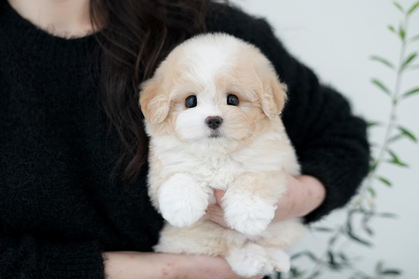 골든두들_여아_더원_60.jpg