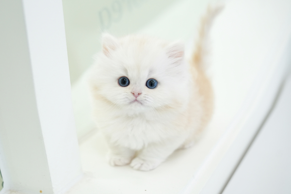 페르_남아_소라캣_15.jpg