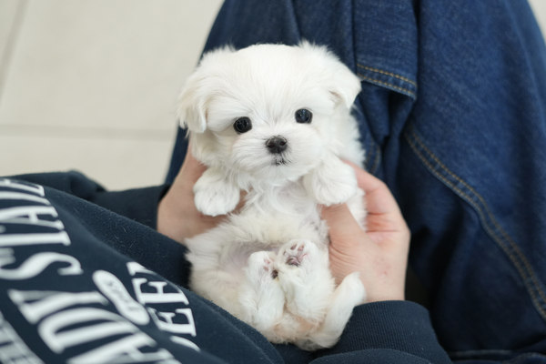 말티_남아_남부_18.jpg