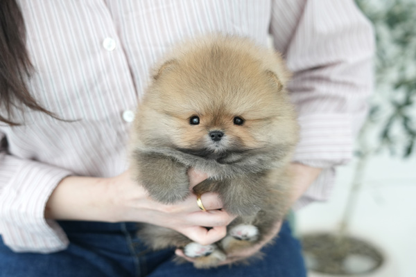 포메_남아_스노우윙_45.jpg